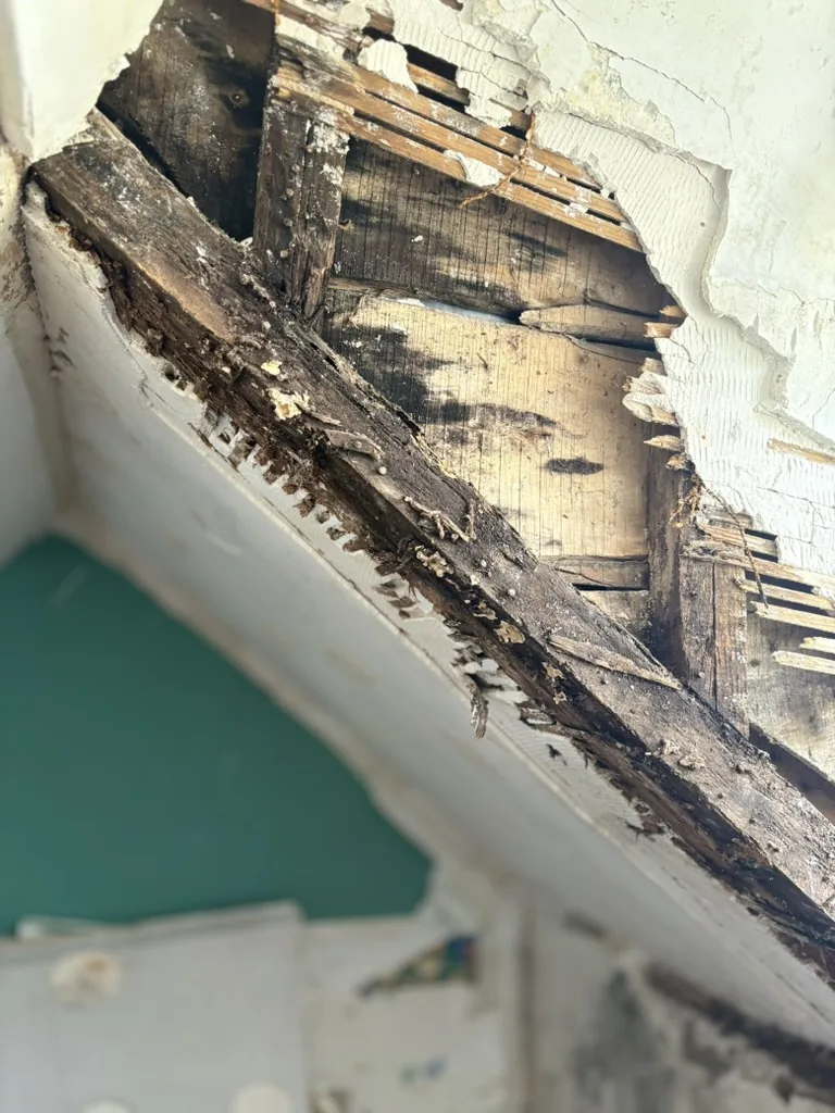 Poutre de charpente en bois pourrie et fibreuse, envahie de moisissures, sous un plafond en lattis ouvert.